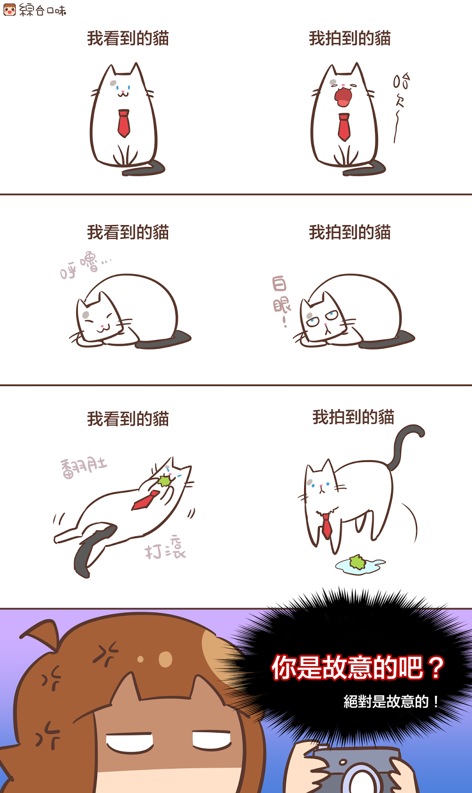 我拍到的貓
