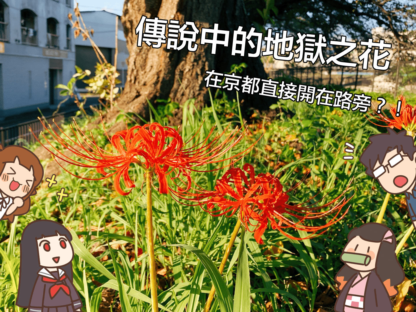 在京都巧遇傳說中的彼岸花！