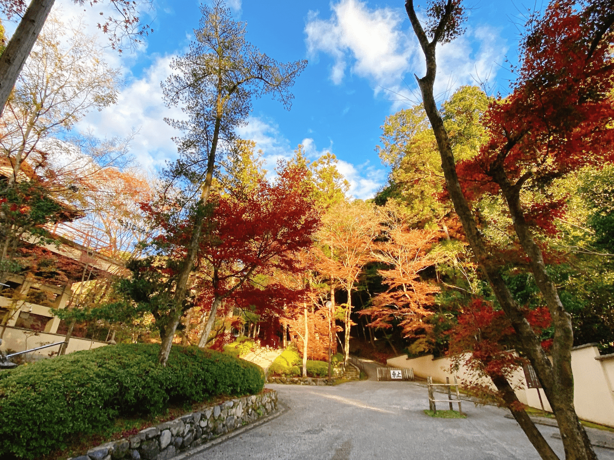 泉湧寺楓葉